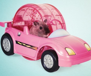 hamster-racer-set